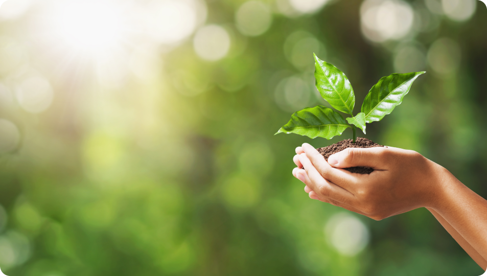 Green Leaves in Hand