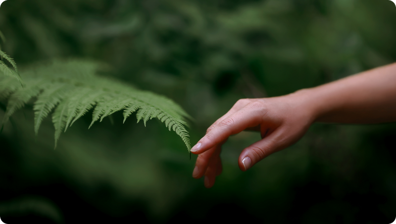 Green Leaves in Hand
