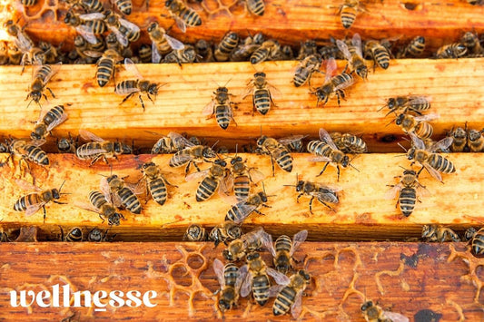 Do Wellnesse Products Affect the Bee Population? - Wellnesse